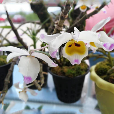 Cloud Zoom small image