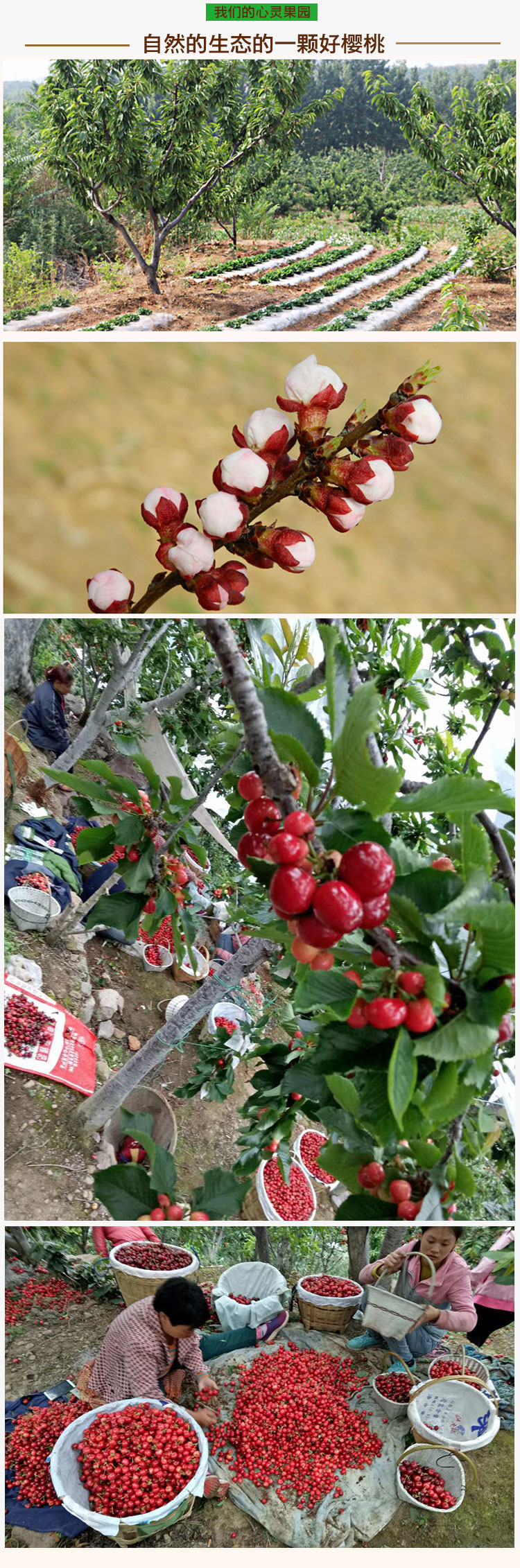 樱桃详情页_03.jpg