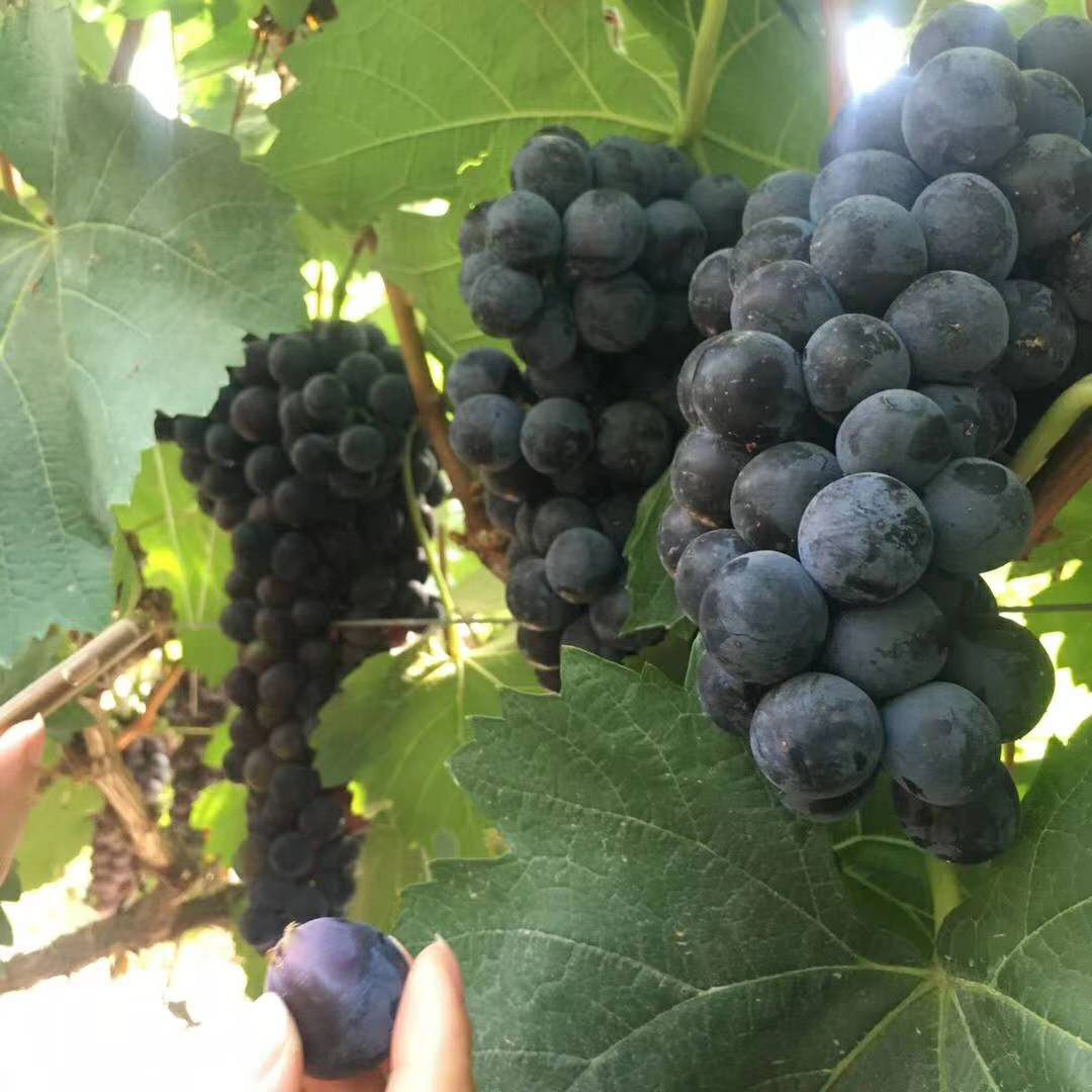 夏黑葡萄_20180525220419.jpg