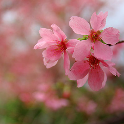 Cloud Zoom small image