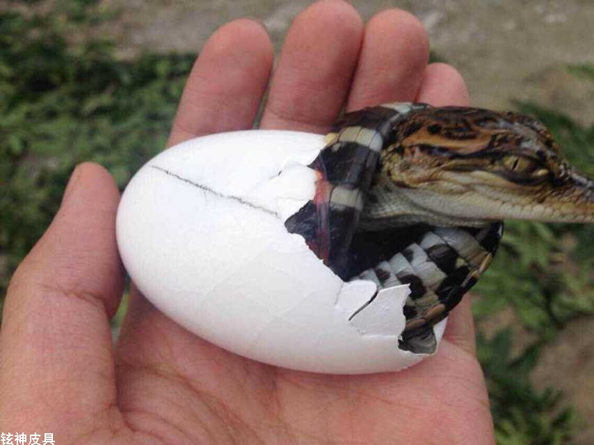 鳄鱼蛋人工如何孵化