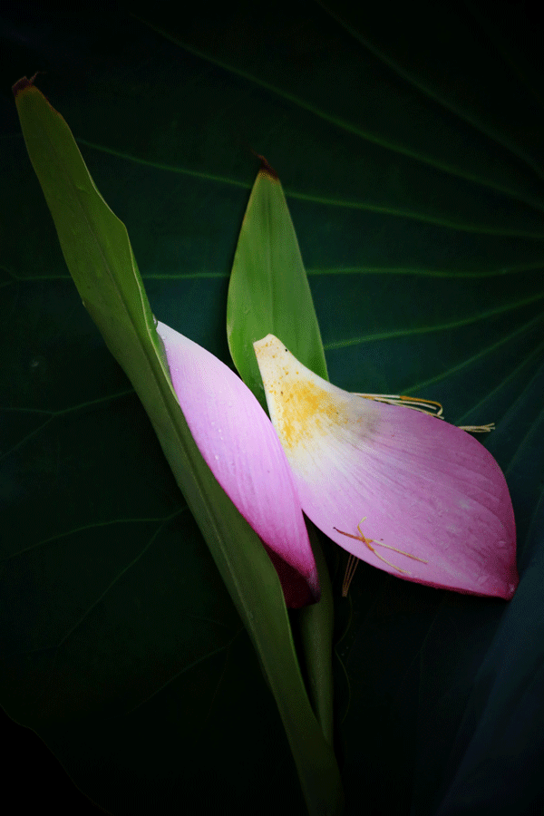 2018老年大学下期摄影班陈晓华学员作品