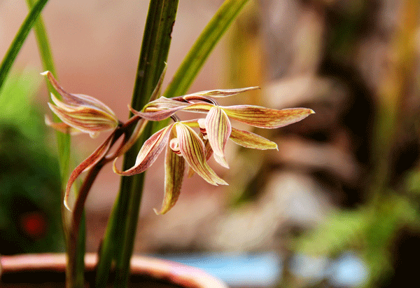 2018老年大学下期摄影班蒋安才学员作品