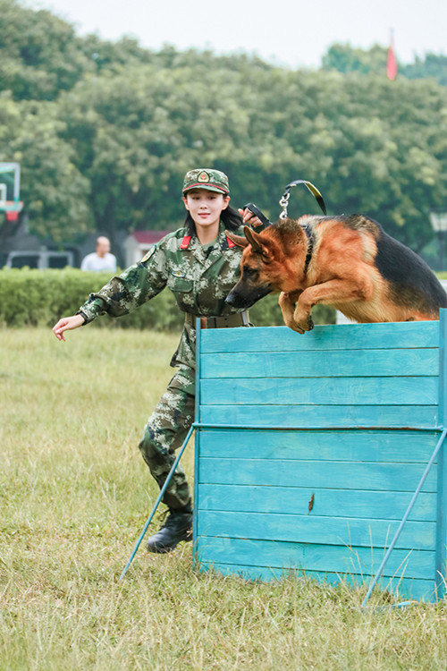 湖南卫视《奇兵神犬》收视高涨