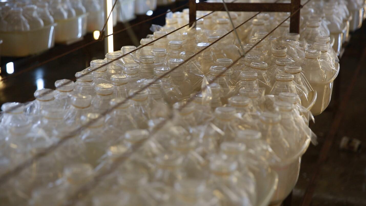 恒温、恒湿、仿自然生长环境