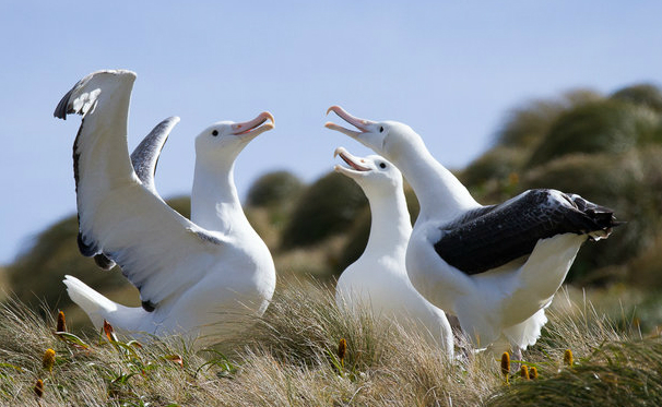 信天翁繁殖中心