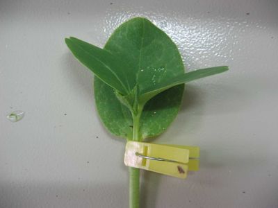 2023年新蔬菜种苗嫁接成活率技术,包活！