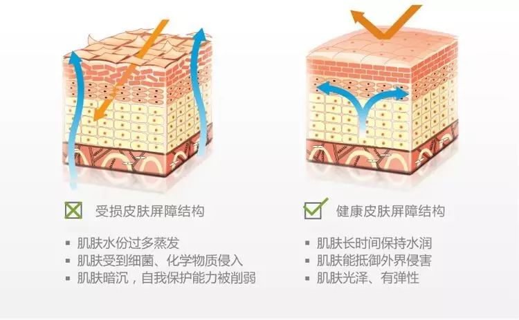 肌肤屏障的作用是什么如何修复受损的肌肤屏障