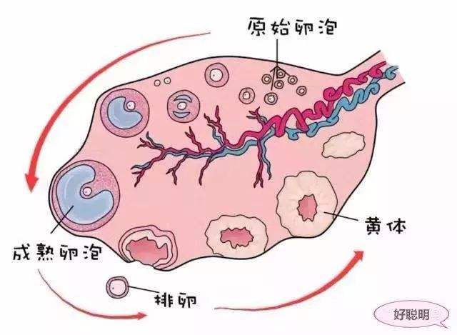 台湾试管婴儿空卵泡怎么办