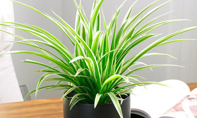 金边吊兰基地批发