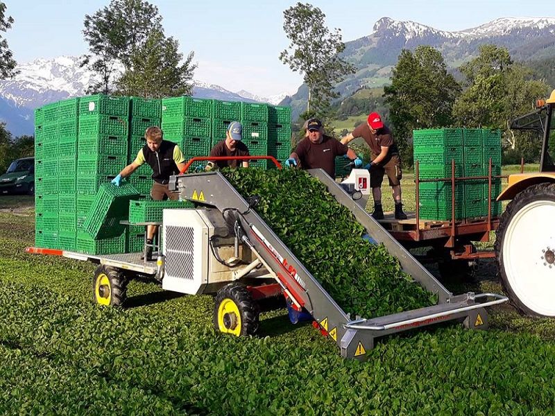 FR 60 蔬菜茎叶收获机/Baby Leaf Harvester