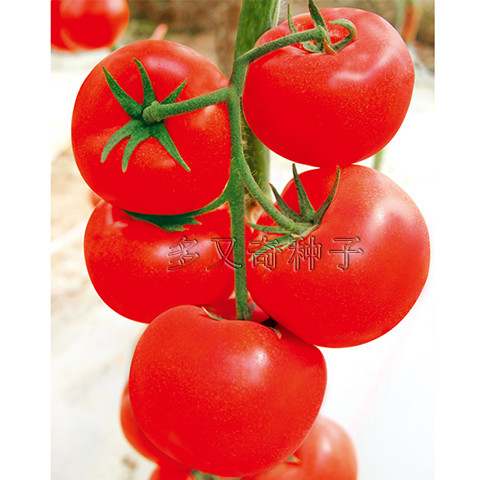 鼎丰五号番茄种子 自封顶红果番茄种子 早熟抗病西红柿种子1000粒