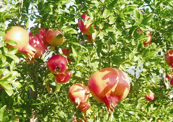 怎样施肥才能增加水果的甜度？