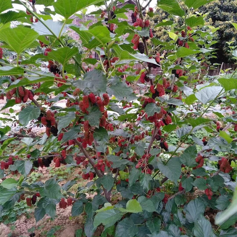 台湾四季果桑72c002