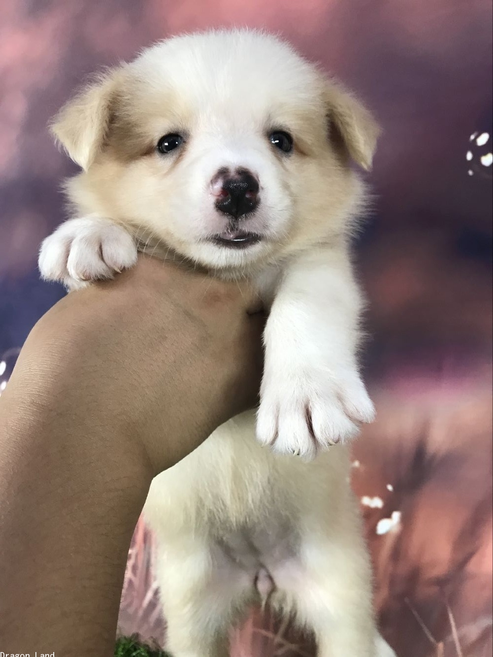 奶黄色边牧dd(可预订)