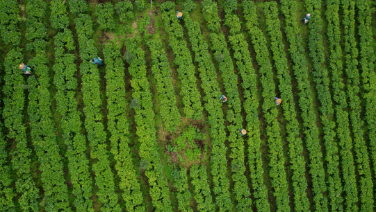 创新开拓市场让农业科技“可持续发展”