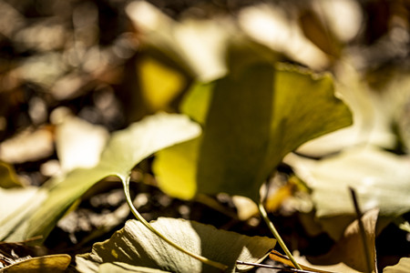 摄图网_501173161_银杏叶特写（非企业商用）_副本.jpg