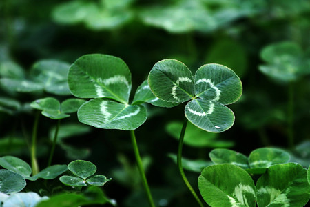 摄图网_501567649_三叶草（非企业商用）_副本.jpg