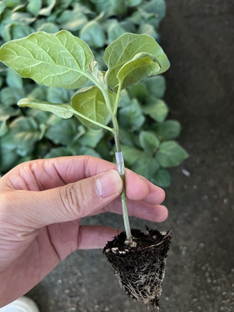 茄子嫁接苗和不嫁接苗4个区别