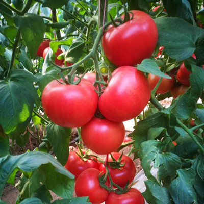 番茄嫁接苗结出的果实
