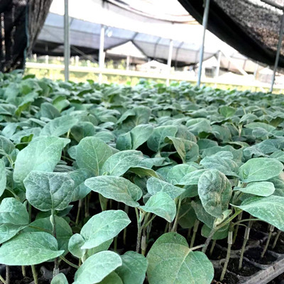 农艺重地,值得信赖-找到你理想的蔬菜种苗批发商