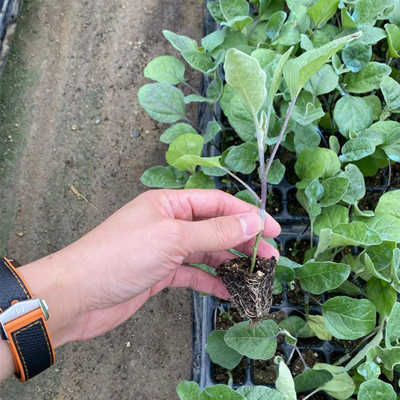 节约时间金钱：如何科学管理茄子嫁接苗