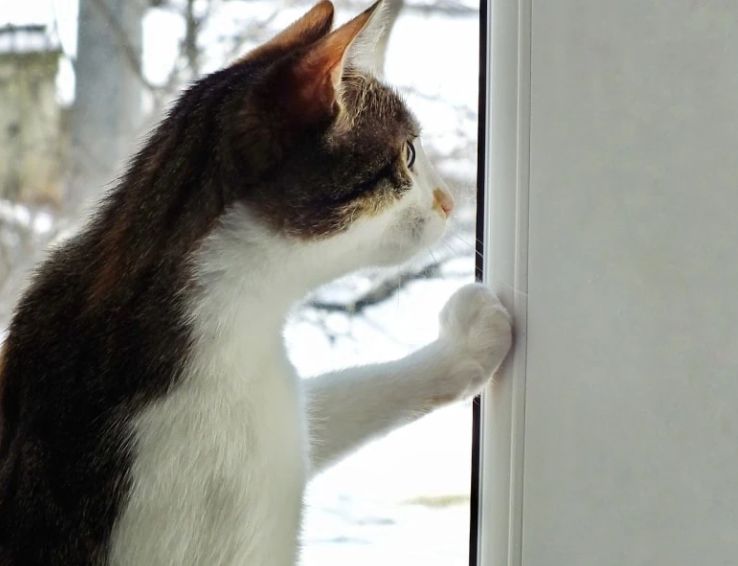 猫咪抓窗户的背后隐藏了什么？