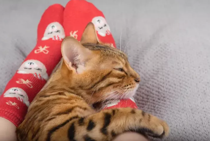 为什么猫咪喜欢睡在我脚边？