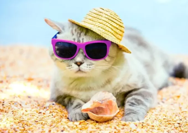 我可以带我的猫去海滩吗？他们喜欢海洋吗？