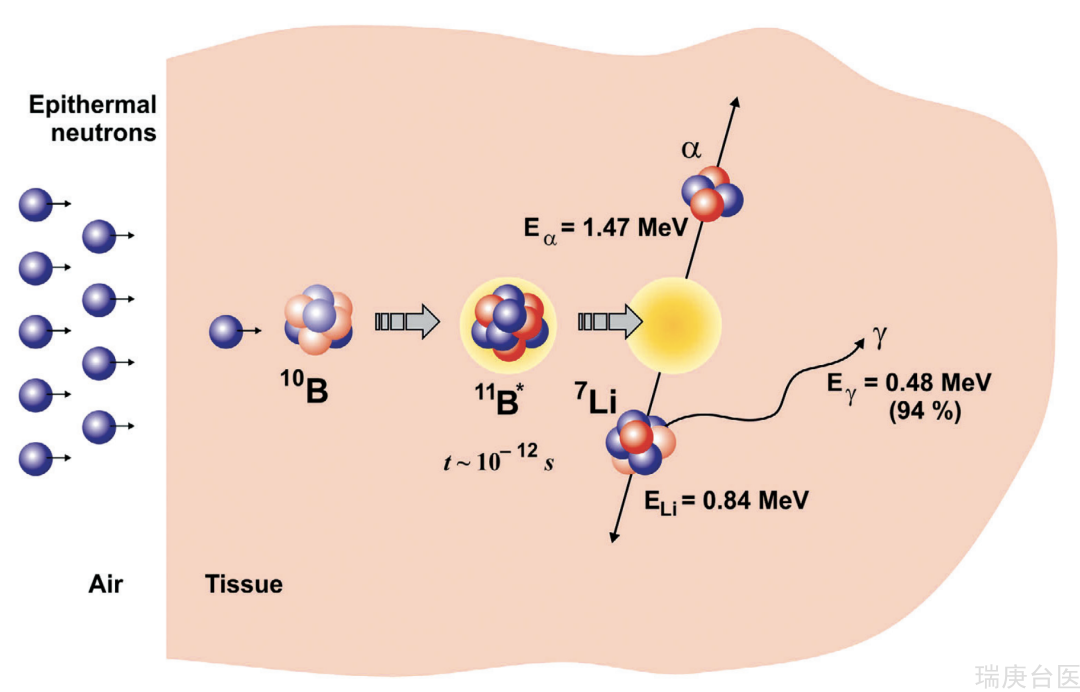 BNCT | “相爱相杀”的癌细胞与硼中子