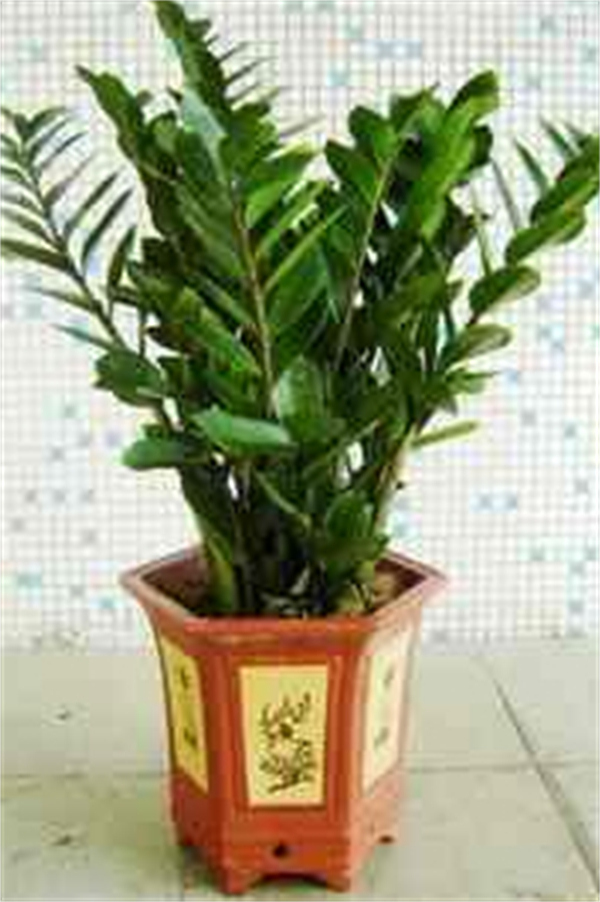 Cloud Zoom small image