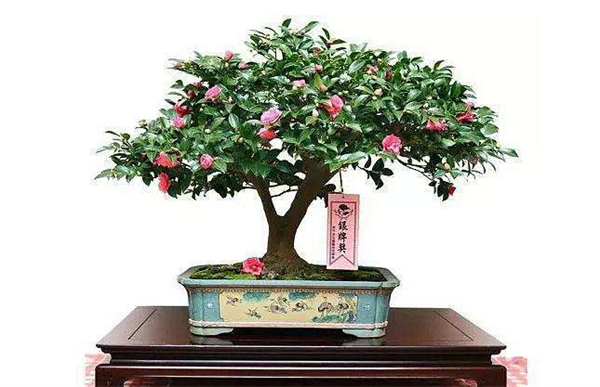 Cloud Zoom small image