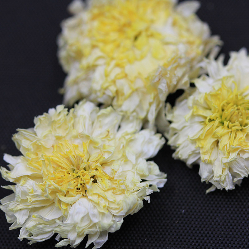 贡菊