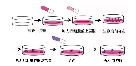 细胞克隆形成实验878.jpg